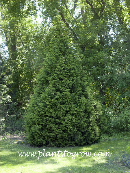 Sherwood Frost Arborvitae (Thuja occidentalis)